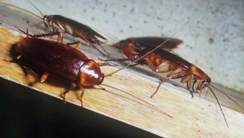 Οι κατσαρίδες και τα κουνούπια ήρθαν για να… μείνουν στη Λάρισα; – Τι λέει  ο εντομολόγος Δημήτρης Σταυρίδης