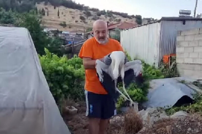Λάρισα: Δαμασιώτης έσωσε πελαργό που τραυματίστηκε πέφτοντας σε καλώδιο της ΔΕΗ (φωτο – βίντεο)