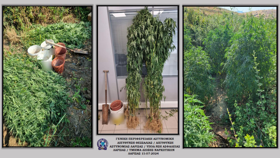 “Ντου” της Αστυνομίας σε όλη τη Θεσσαλία για ναρκωτικά – Εντοπίστηκαν δέκα χασισόδεντρα στην Ελασσόνα: Σε εξέλιξη έρευνες για ταυτοποίηση των δραστών