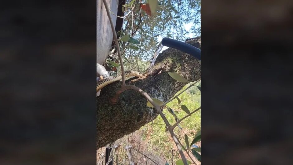 Άνδρας δίνει νερό σε διψασμένο φίδι