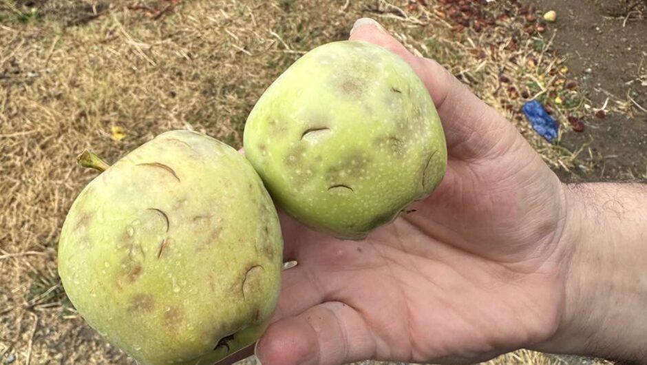 Λάρισα: Απελπισμένοι οι παραγωγοί στην Αγιά μετά τη χαλαζόπτωση: “Ολική καταστροφή, ζημιά στο 100%” (φωτο – βίντεο)