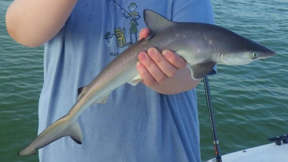 Καρχαρίες στη Βραζιλία βρέθηκαν θετικοί σε… κοκαΐνη – «Ανησυχητικό εύρημα»