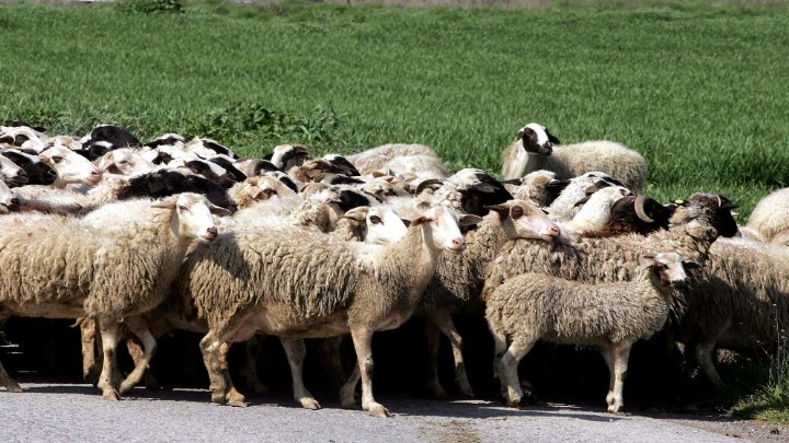 Τι ισχύει μέχρι την ολοκλήρωση της επιδημιολογικής διερεύνησης της πανώλης