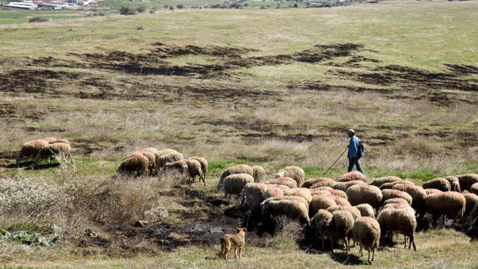 Πανώλη: Ελέγχθηκαν 230.000 ζώα και 7.000 θανατώθηκαν στη Θεσσαλία – Ολοκληρώνεται η ιχνηλάτηση
