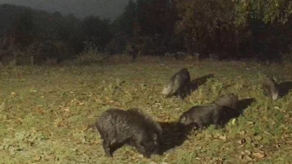 Αγρότες σε απόγνωση: Κοπάδια αγριογούρουνων καταστρέφουν καλλιέργειες σε περιοχή της Λάρισας