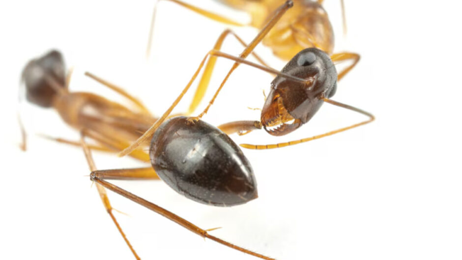 Επιστήμονες δεν πίστευαν στα μάτια τους: Τα μυρμήγκια κάνουν… χειρουργικές επεμβάσεις