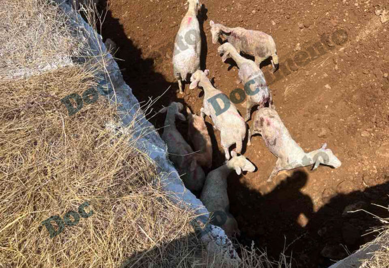 Θεσσαλία: Μηνυτήρια αναφορά Κουρέτα μετά την αποκάλυψη Documento για το θάψιμο ζωντανών αιγοπροβάτων