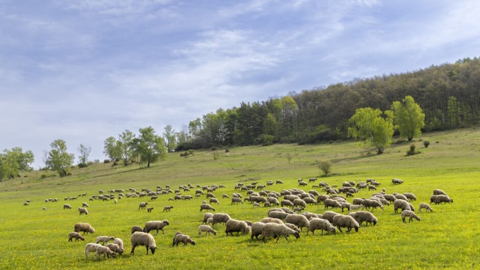 Πανώλη των αιγοπροβάτων: Τι είναι και πώς επηρεάζει ζώα και ανθρώπους