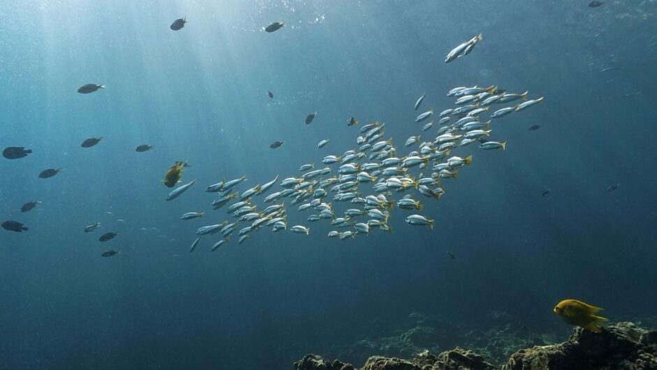 5 νησιά για καταδύσεις, με βυθούς γεμάτους υφάλους, σπηλιές και ιστορικά ναυάγια