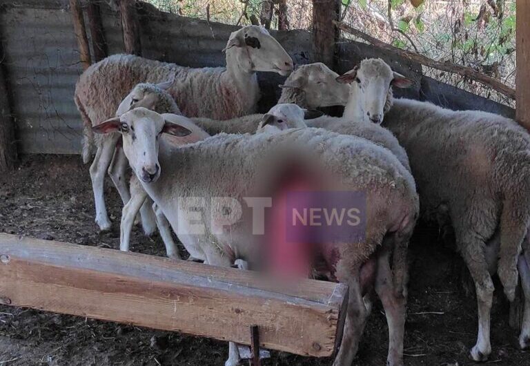 Καστοριά: Άγρια επίθεση αρκούδων σε μαντρί στο Βογατσικό – Σκότωσαν οκτώ πρόβατα και προκάλεσαν τεράστιες ζημιές