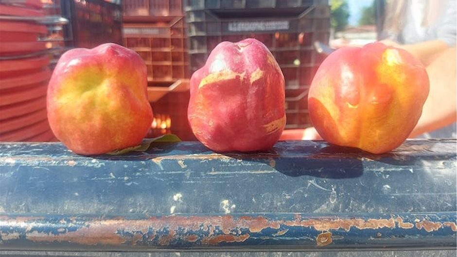 Τι συμβαίνει με τα παραμορφωμένα ροδάκινα στη Λάρισα; – Τι απαντά ο αρμόδιος αντιπεριφερειάρχης (βίντεο)