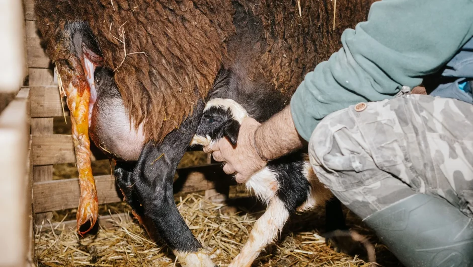 ΘΕΣΣΑΛΙΑ: ΑΠΟ ΤΙΣ ΠΛΗΜΜΥΡΕΣ ΣΤΗΝ ΠΑΝΩΛΗ