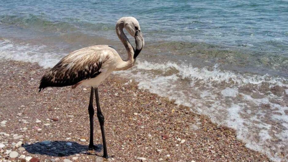  Δεκάδες χαμένα φλαμίνγκο στις παραλίες από τον ισχυρό αέρα– Τι να κάνετε
