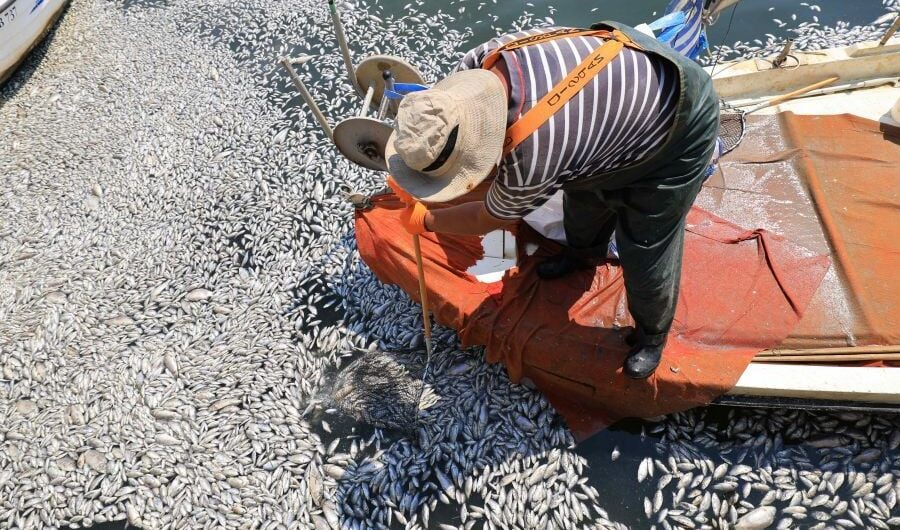 Νεκρά ψάρια στον Παγασητικό: «Τοπική περιβαλλοντική καταστροφή – Η ταφή τους αποτελεί υγειονομική βόμβα» – Αποκρουστικές εικόνες