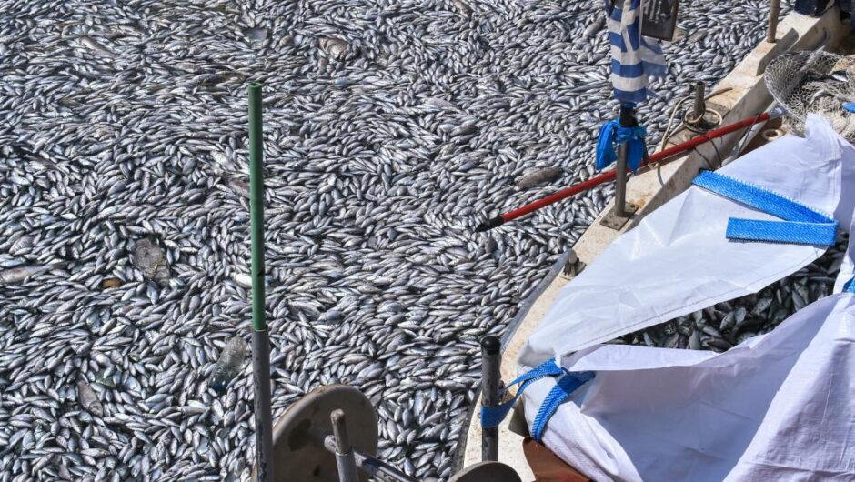 Αχιλλέας Μπέος / Υβριστικό παραλήρημα για τα νεκρά ψάρια – Φταίνε όλοι εκτός από τον ίδιο