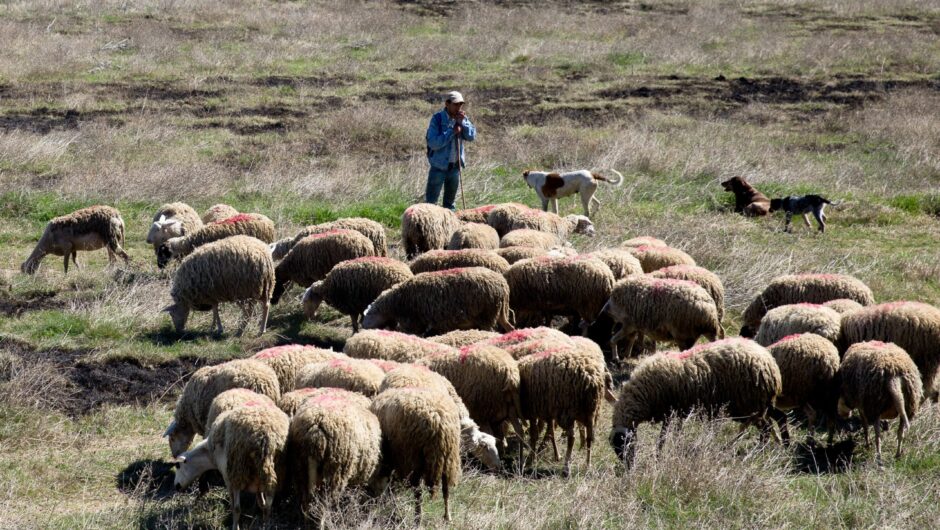 Πανώλη αιγοπροβάτων: Στα 35 τα κρούσματα, έχουν θανατωθεί 13.000 ζώα – Απεγνωσμένοι οι κτηνοτρόφοι