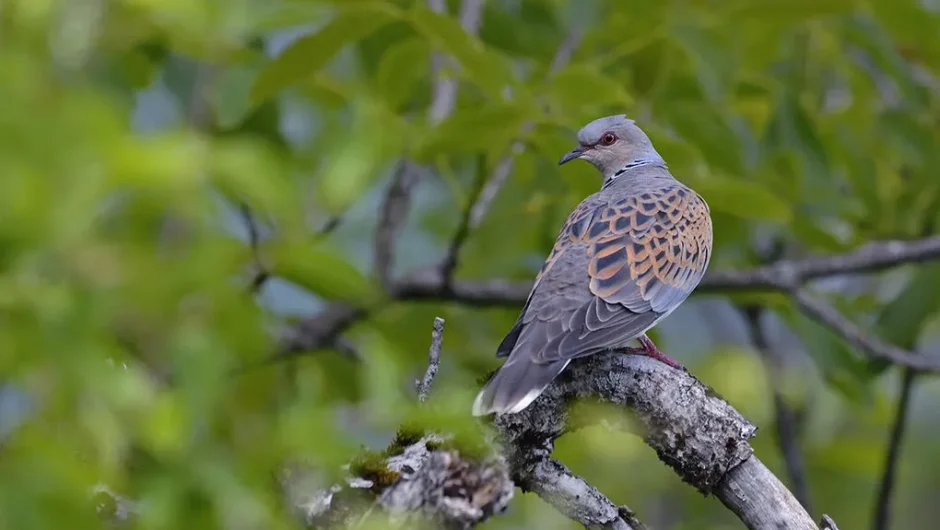 Απειλούμενα είδη, βορά στο έλεος των κυνηγών
