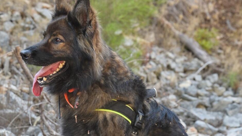 Πλειστηριασμοί / Πέταξαν φόλα στον σκύλο για να βγάλουν ηλικιωμένους από το σπίτι τους
