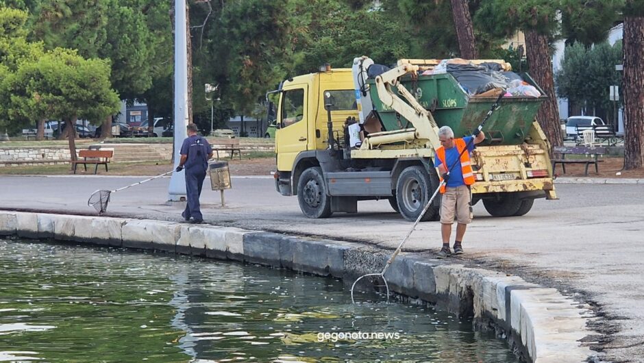 Βόλος: Με απόχες μαζεύουν τα νεκρά ψάρια από το λιμάνι – Θλιβερές εικόνες