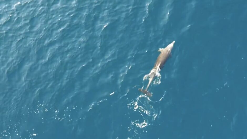 Λάρισα: Δελφίνι… χορεύει στα ανοιχτά του Αγιοκάμπου – Πανέμορφες εικόνες (βίντεο)