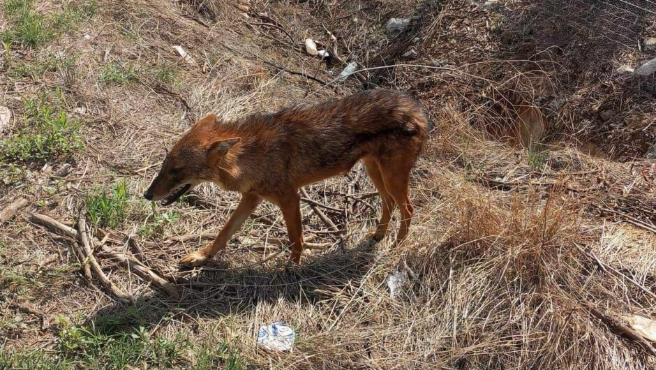 Δείτε φωτογραφίες: Τσακάλι βρέθηκε σε κατοικημένη περιοχή έξω από τη Λάρισα