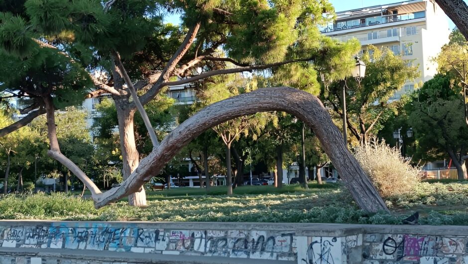 Βόλος: Τα δέντρα… έργα τέχνης στο πάρκο του Αγίου Κωνσταντίνου (φωτό)