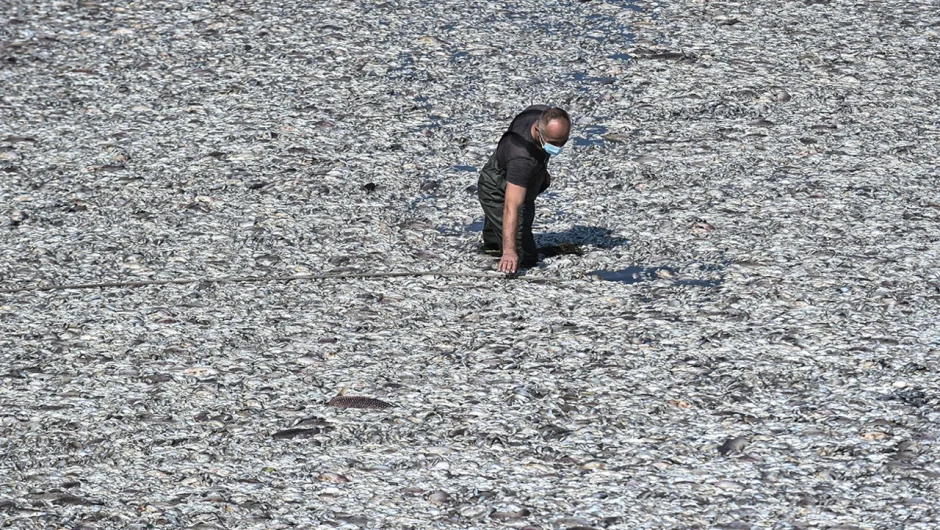 Στο 100% καθάρισε ο Παγασητικός από τα νεκρά ψάρια