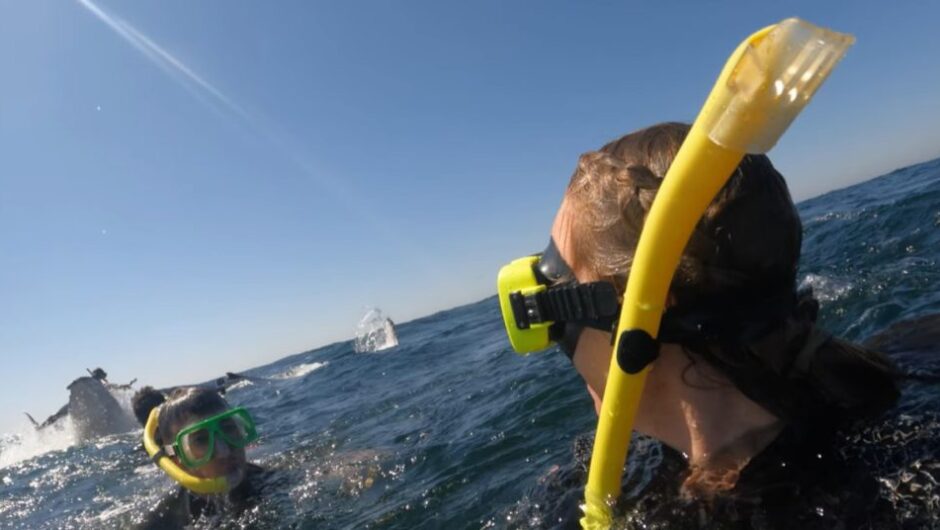 Σοκ στην Αυστραλία: Η στιγμή που φάλαινα 30 τόνων πετάει στον αέρα κολυμβητή (Video)