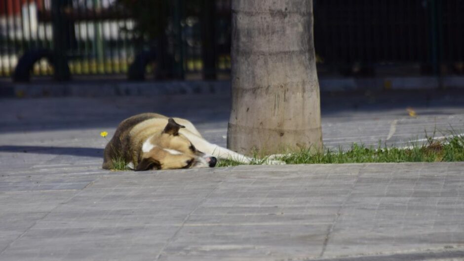 Βόλος / Αδιανόητο – Ανήλικοι μαχαίρωσαν μέχρι θανάτου αδέσποτο σκύλο