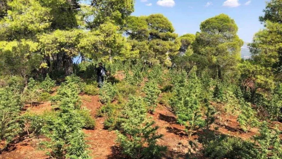 Αλμυρός Βόλου: Εποχικός πυροσβέστης «εγκέφαλος» κυκλώματος με 2 τόνους χασίς