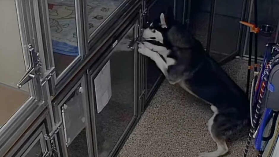 Viral βίντεο: Σκύλος δραπετεύει από κλουβί και τρέχει να σώσει τους φίλους του