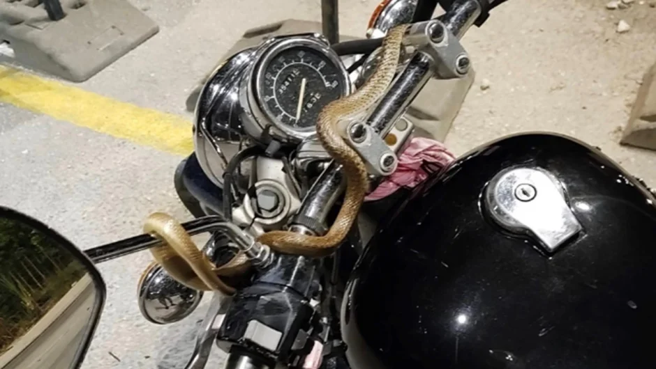 Φίδι τυλίχθηκε γύρω από το τιμόνι μοτοσικλέτας εν κινήσει – Τρόμαξε ο οδηγός