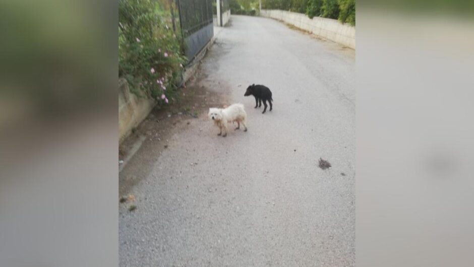 Λαμία / Κανίς και γουρουνάκι έγιναν κολλητοί για να επιβιώσουν στον δρόμο
