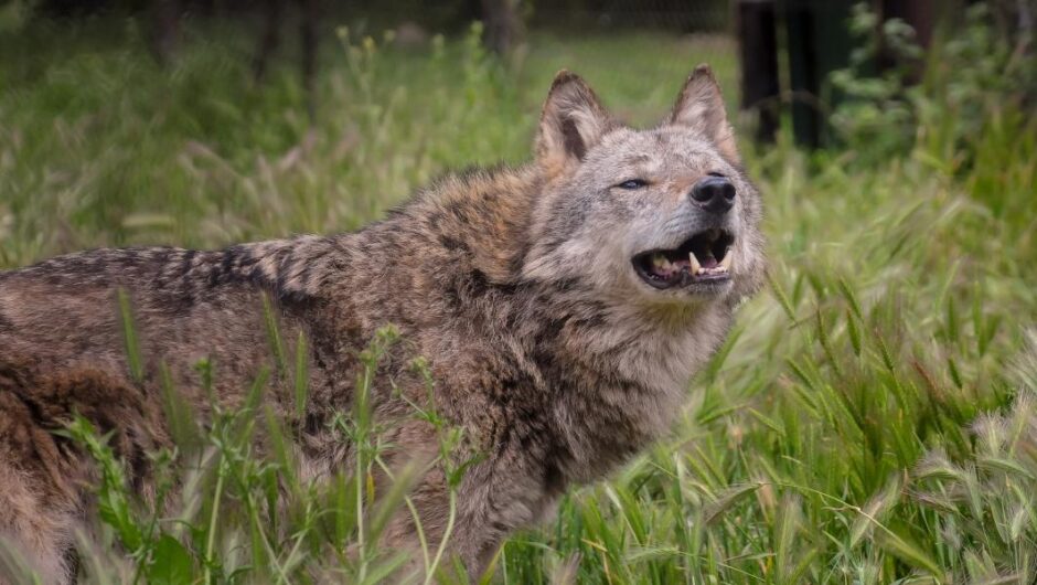 Ευρωπαϊκή Ένωση / Πράσινο φως για την εξόντωση των λύκων– Πέρασε η απαίτηση της φον ντερ Λάιεν