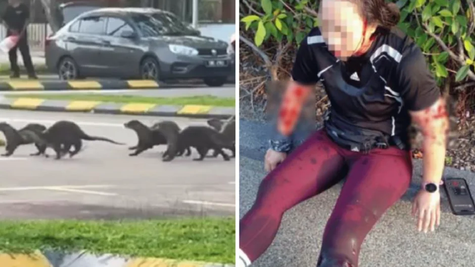 Τρομακτική επίθεση ενυδρίδων σε δρομέα – Τη βρήκαν σε λίμνη από το ίδιο της το αίμα