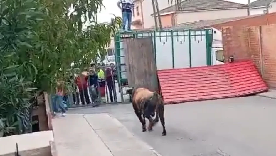 Τραγωδία σε ταυροδρομία στην Ισπανία: Ταύρος πέρασε μέσα από τα κάγκελα και σκότωσε άνθρωπο