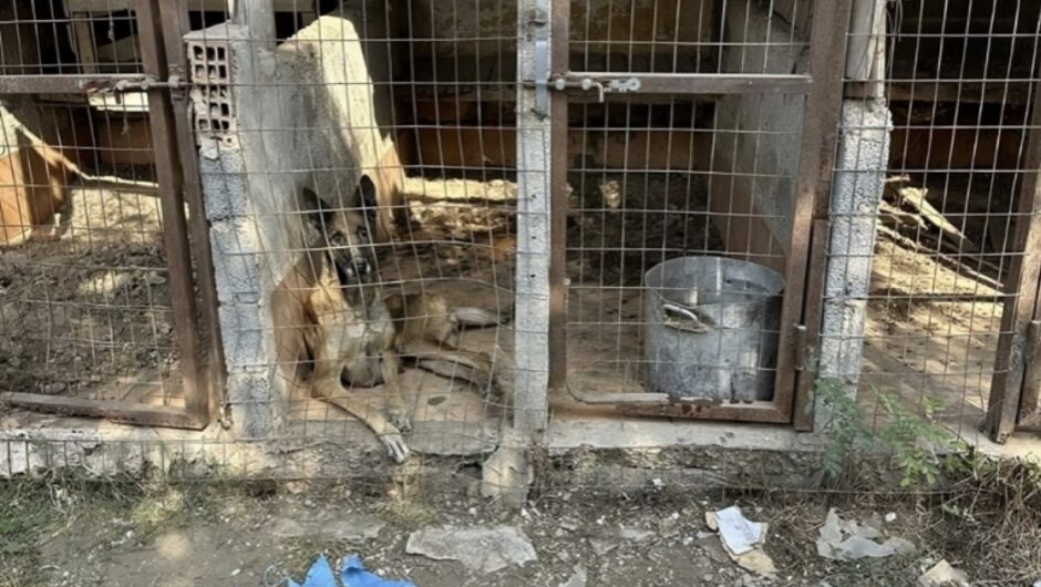 Λάρισα: Απίστευτα άθλιες και κακοποιητικές οι συνθήκες που ζούσαν τα σκυλιά του 47χρονου που κατασπάραξαν τη μητέρα του – Δείτε βίντεο και φωτογραφίες