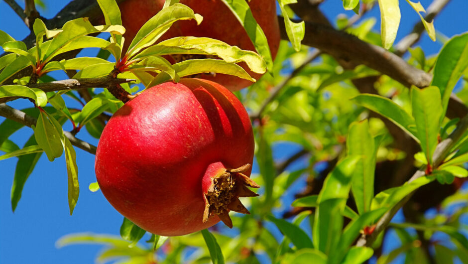Ποια εποχή και πώς κλαδεύουμε τη ροδιά;