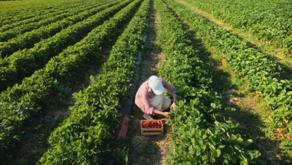 Η… «μάχη» της σοδειάς: Στα «ύψη» το κόστος παραγωγής, καταστροφικές ζημιές από τα καιρικά φαινόμενα – «Μάστιγα» οι ελληνοποιήσεις προϊόντων