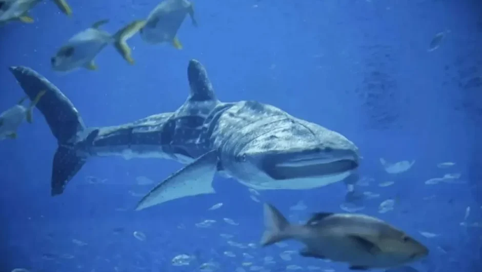 Σάλος με φαλαινοκαρχαρία σε θαλάσσιο πάρκο της Κίνας: Αποδείχθηκε τελικά ότι ήταν… ρομπότ