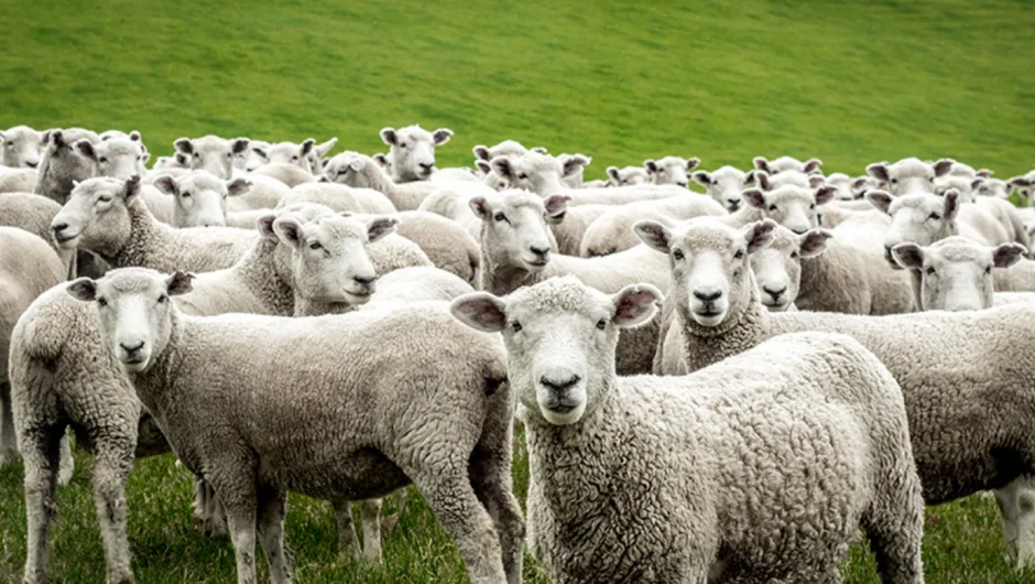 Ευλογιά των αιγοπροβάτων: «Οδηγήθηκαν σε ταφή 60.000 ζώα που ήταν υγιή, κατάλληλα για κατανάλωση» – Σε απόγνωση οι κτηνοτρόφοι