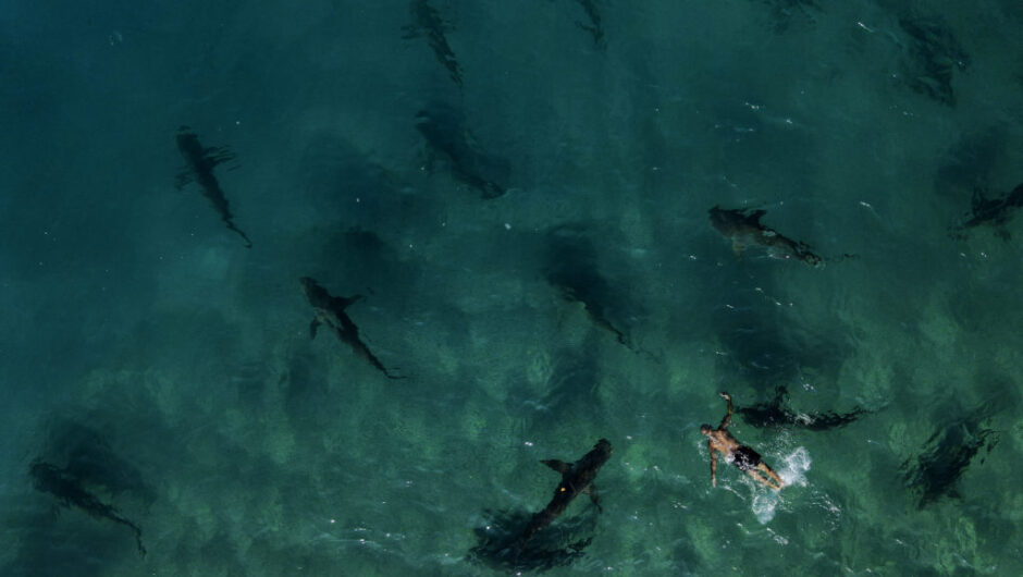 Πόσοι καρχαρίες έχουν εντοπιστεί στις ελληνικές θάλασσες – Χάρτης με τις καταγραφές