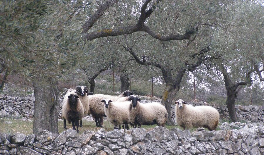 Ευλογιά προβάτων: Σε ποιες Περιφέρειες εφαρμόζονται νέα μέτρα και σε ποιες αίρονται
