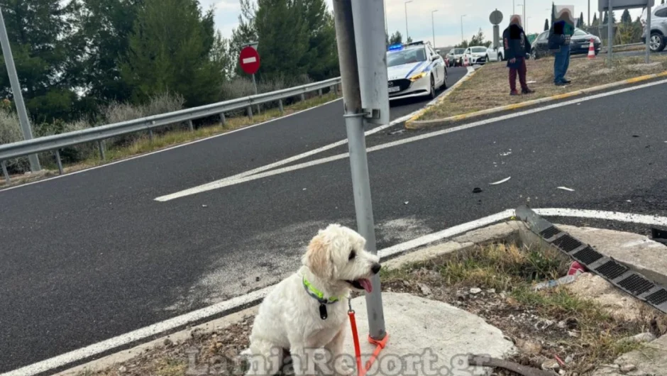 Φονικό τροχαίο στη Λαμία: Ο σκύλος του νεκρού οδηγού διασώθηκε και τον περίμενε κλαίγοντας