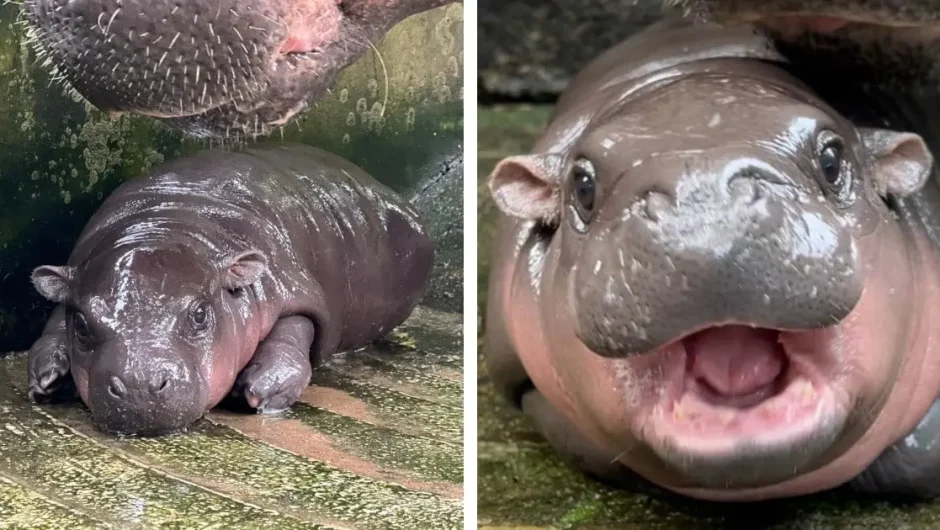 Βιρτζίνια: Χαρές στον ζωολογικό κήπο – Γεννήθηκε πυγμαίος ιπποπόταμος