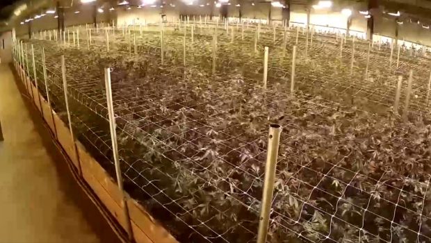 Σεισμός στην Καλιφόρνια: Φυτεία κάνναβης χορεύει στον ρυθμό των 7 Ρίχτερ