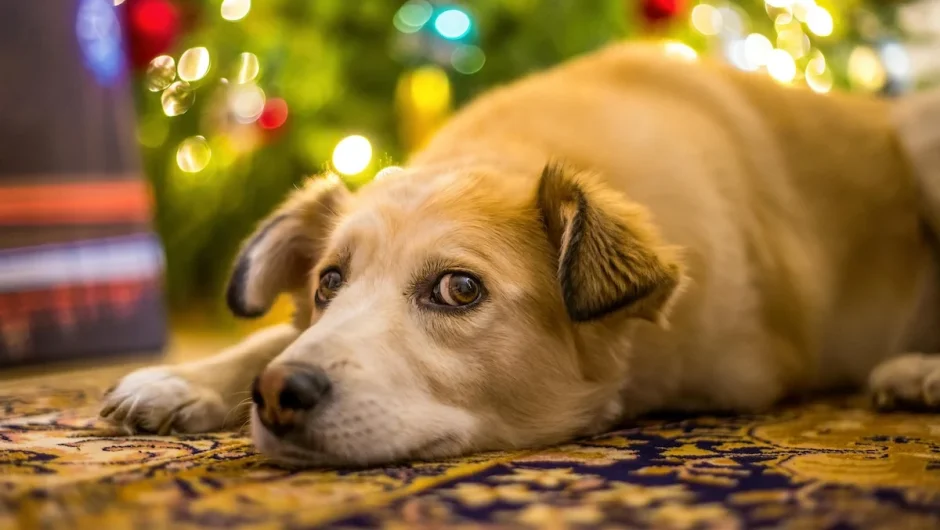 Τα Χριστούγεννα μπορεί να είναι επικίνδυνα για τα κατοικίδια – Τι πρέπει να προσέξετε