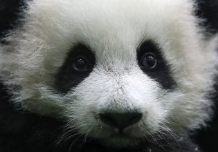 Η Κίνα γιόρτασε το Σεληνιακό Νέο Έτος με… 25 μωρά πάντα