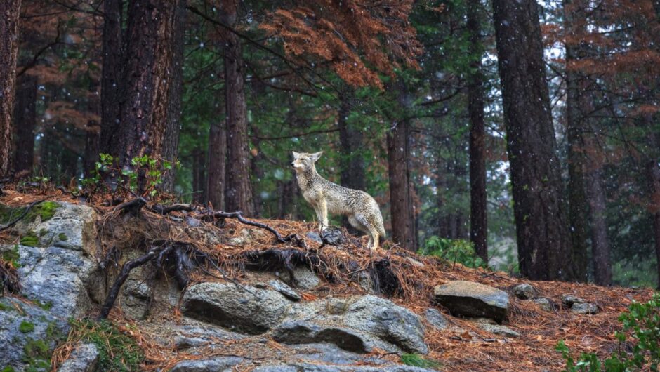 Κλιματική αλλαγή: Γιατί η σωτηρία της άγριας ζωής είναι κομβικής σημασίας