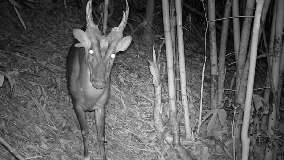 Άγρια Ζωή: Ζωντανοί και σπάνιοι θησαυροί βρέθηκαν σε απόκοσμο δάσος